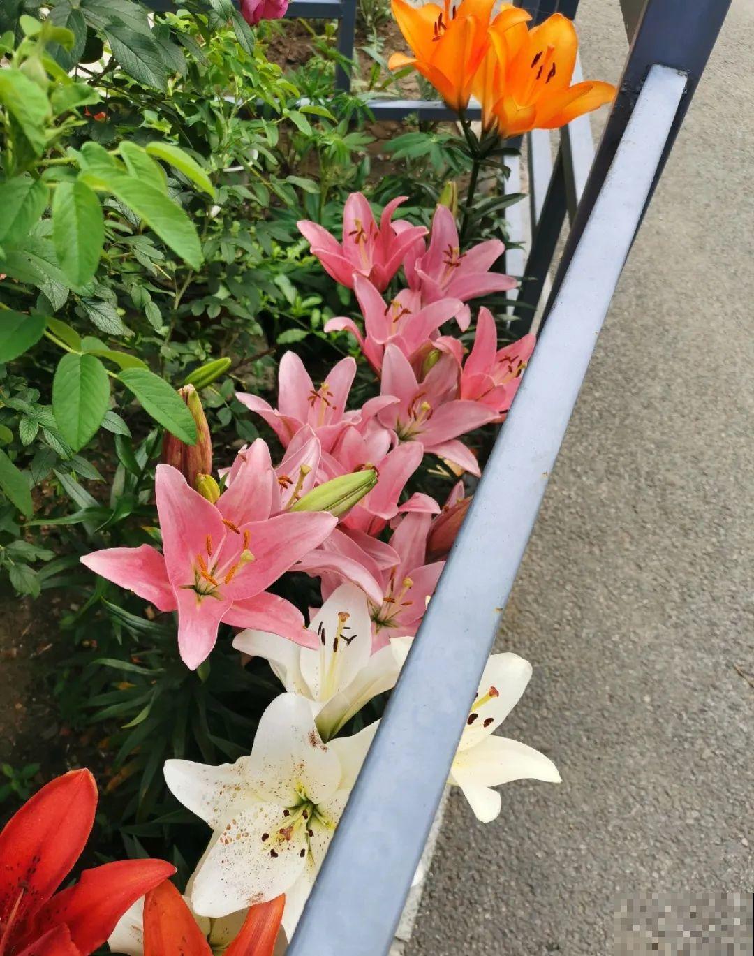 70岁老妈,一天也闲不住,院子里种满了花! 70岁老妈,一天也闲不住,院子里种满了花!