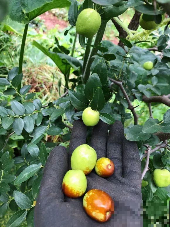 女儿辞职，回家养花，老爸说：15亩地，你负责养花，我负责蔬果！