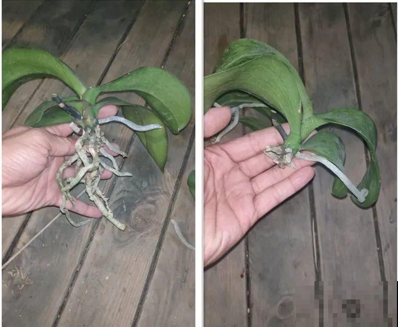 周末去花市捡漏，这花竟然1块钱1棵，赶紧买！