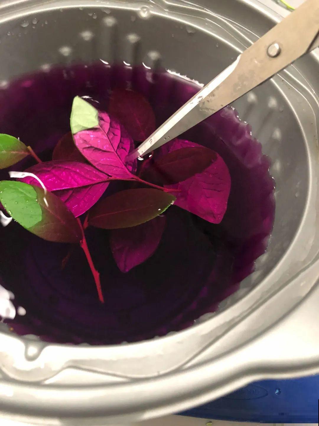 路边掐几根大粗枝,5天就生根,结果沉甸甸! 路边掐几根大粗枝,5天就生根,结果沉甸甸!