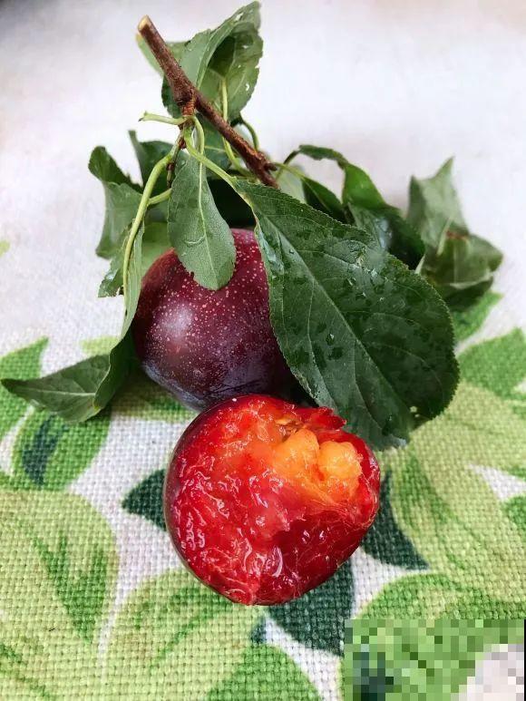 女儿辞职，回家养花，老爸说：15亩地，你负责养花，我负责蔬果！