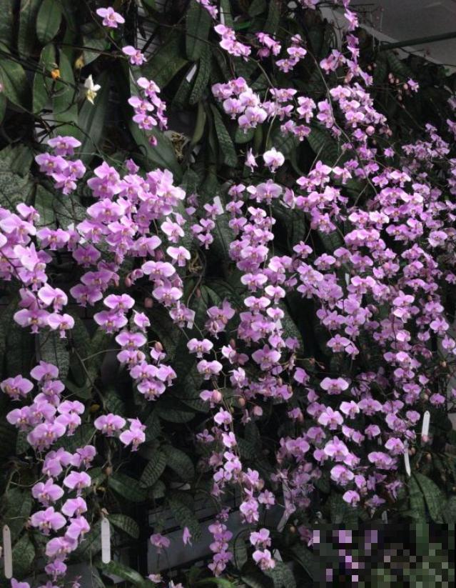 奇葩的养花方式,看得我目瞪口呆,长见识了! 奇葩的养花方式,看得我目瞪口呆,长见识了!