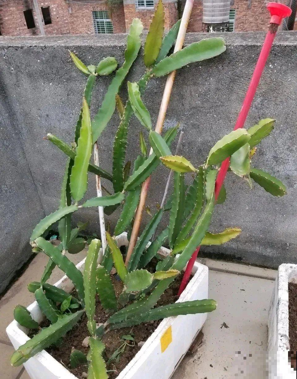 路边掐几根大粗枝,5天就生根,结果沉甸甸! 路边掐几根大粗枝,5天就生根,结果沉甸甸!