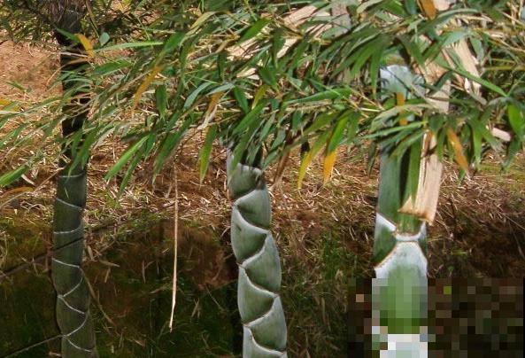 4种小竹子，摆家里上档次，今年特别流行！