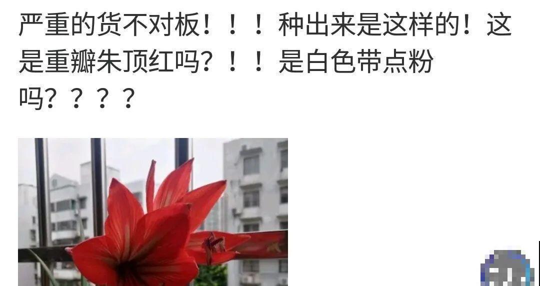 看到这些花,扭头就走,别买,谁买谁吃亏! 看到这些花,扭头就走,别买,谁买谁吃亏!