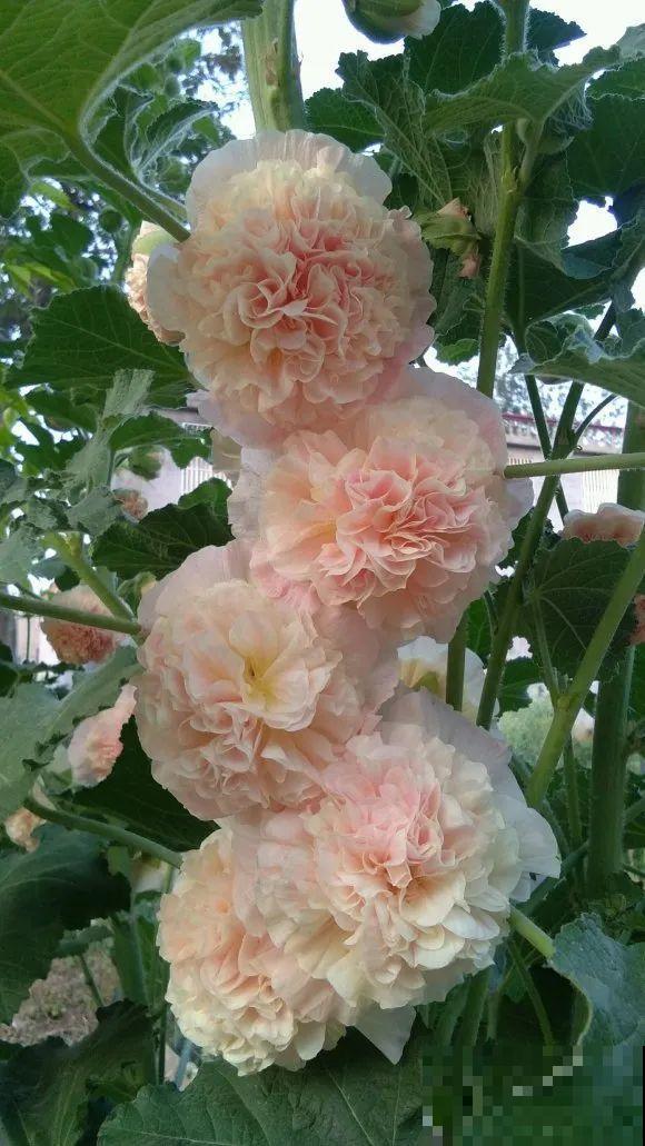 家里养这4种花，呼呼窜2米，开花成一串