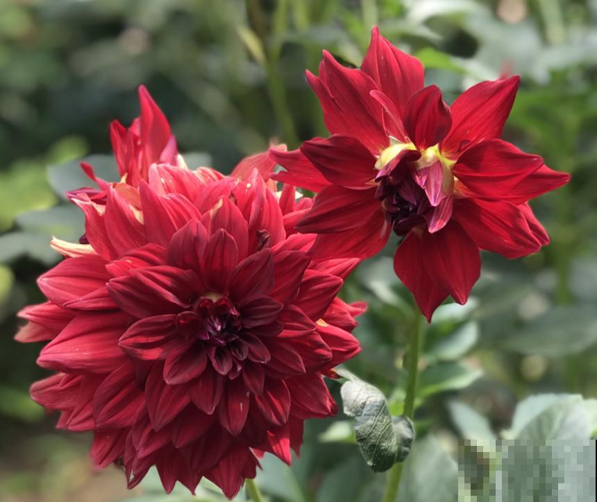 中国各城市市花，都在这里了，看看你所在的城市是什么花吧！