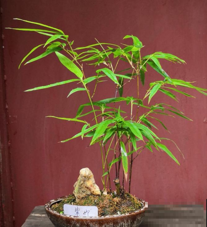 4种小竹子，摆家里上档次，今年特别流行！