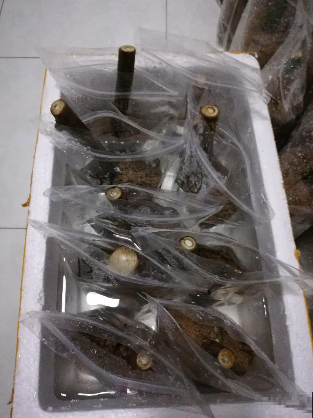 路边掐几根大粗枝,5天就生根,结果沉甸甸! 路边掐几根大粗枝,5天就生根,结果沉甸甸!