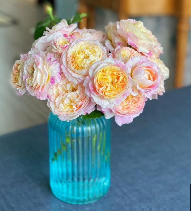 几种适合阳台养的月季,夏天也很少生病,太省心了! 几种适合阳台养的月季,夏天也很少生病,太省心了!