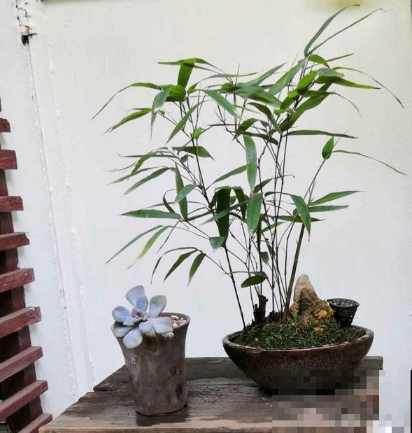 4种小竹子，摆家里上档次，今年特别流行！