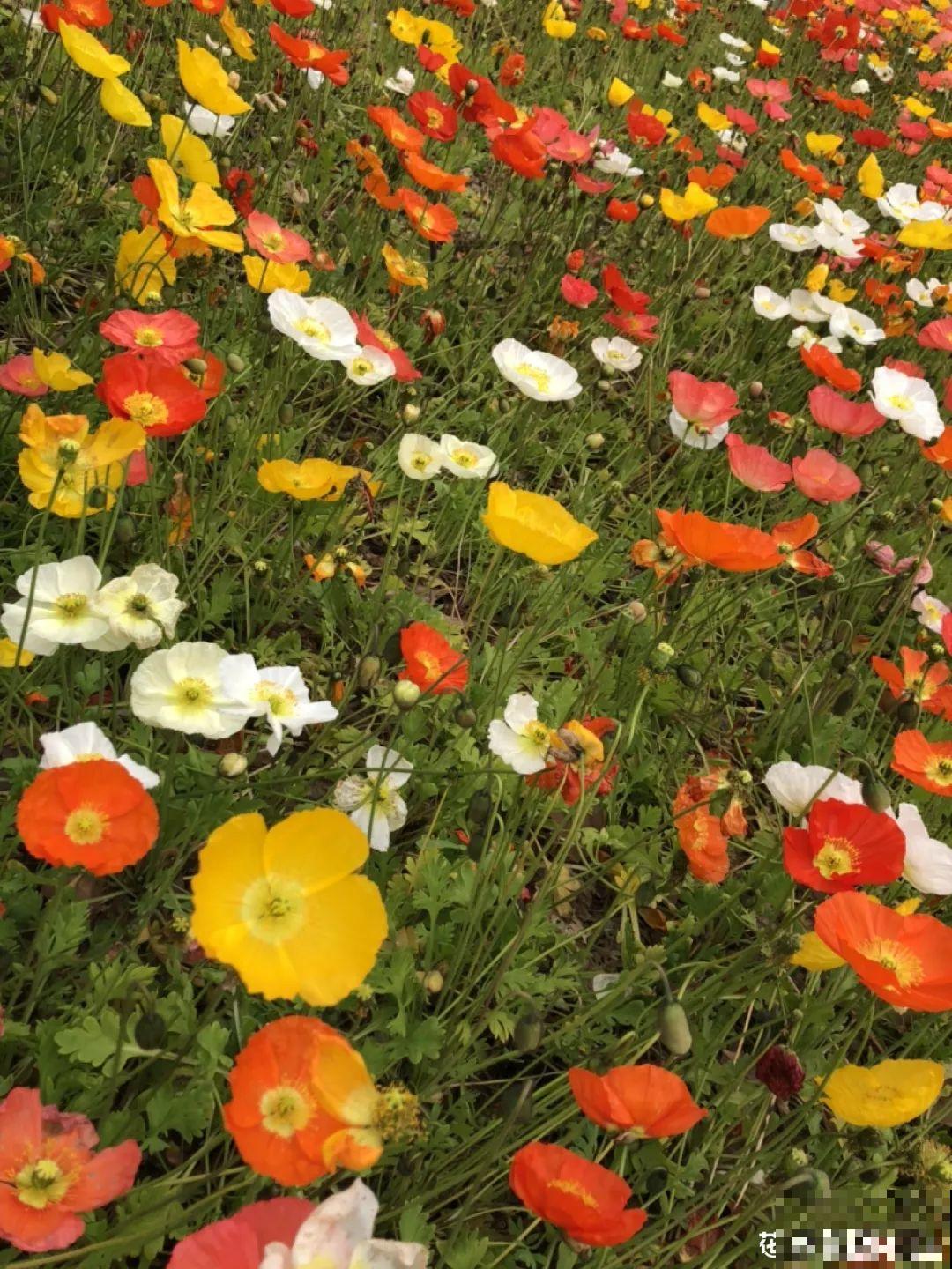 8种花是一次性的，开完就扔，别浪费时间！