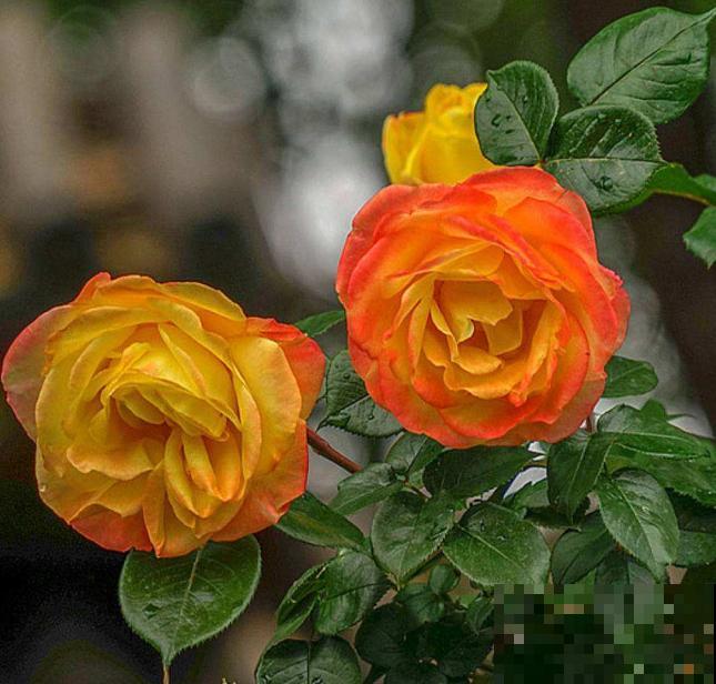 中国各城市市花，都在这里了，看看你所在的城市是什么花吧！