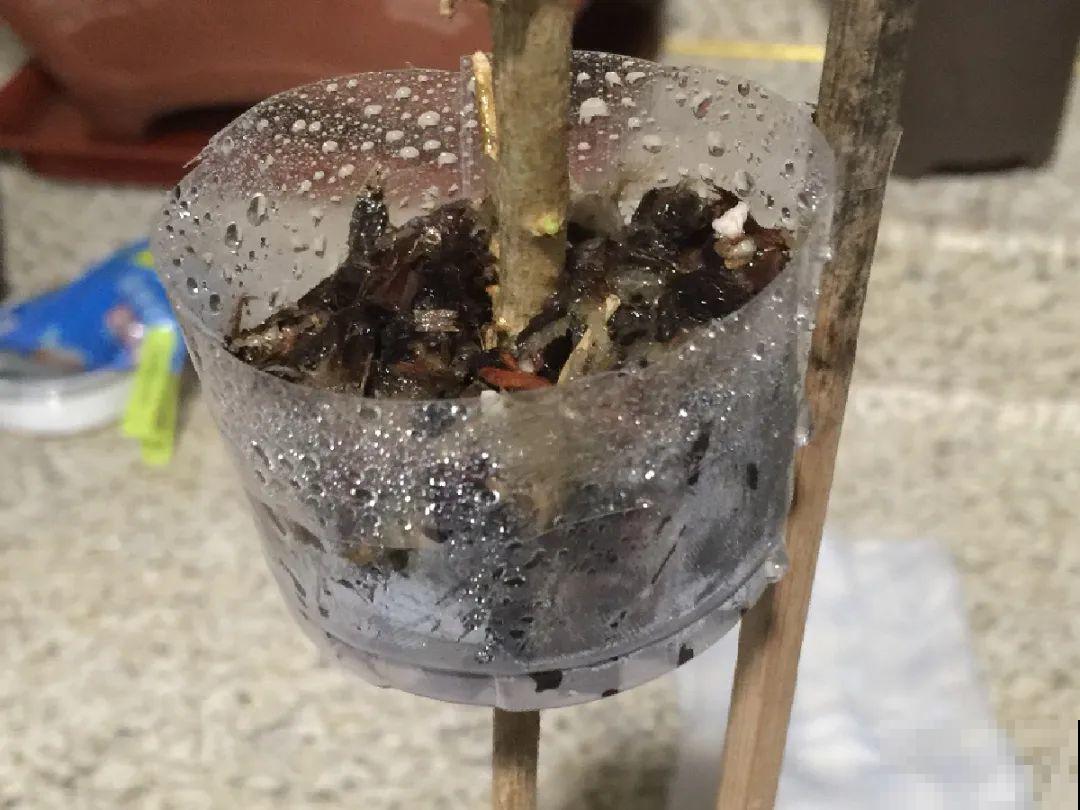 茉莉花扦插有机关，砍这一段枝条，插土里3天就活！