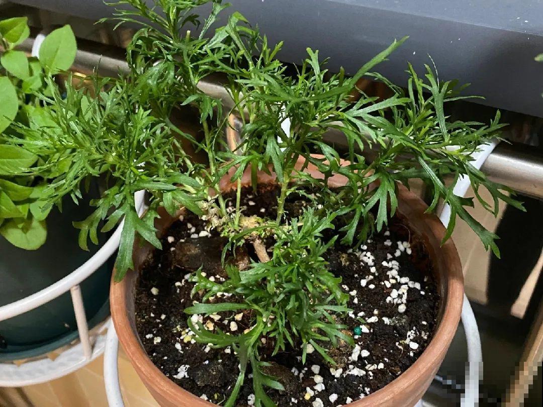 三角梅狠心剪一剪，花芽蹭蹭冒，开爆盆