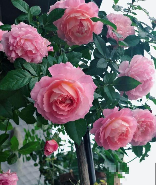 几种适合阳台养的月季,夏天也很少生病,太省心了! 几种适合阳台养的月季,夏天也很少生病,太省心了!