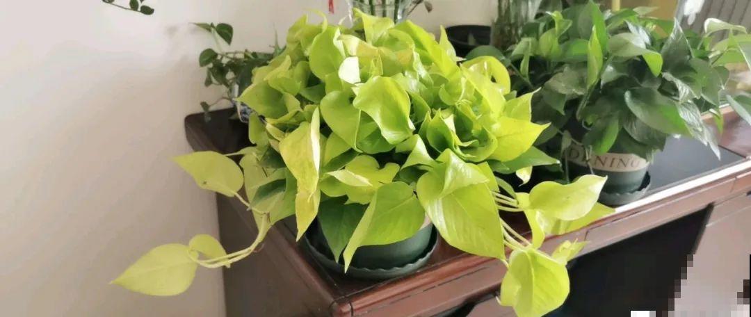 栀子、茉莉原来有5个品种,一个比一个香,叶子带花纹的更值钱! 栀子、茉莉原来有5个品种,一个比一个香,叶子带花纹的更值钱!