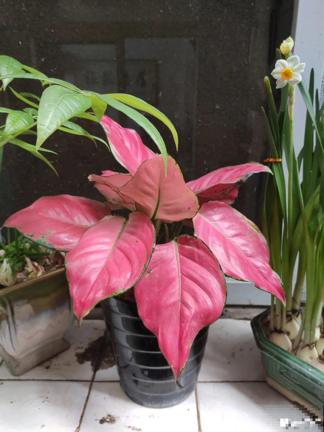 12种花，堪称“耐阴王”，比绿萝好看一万倍！