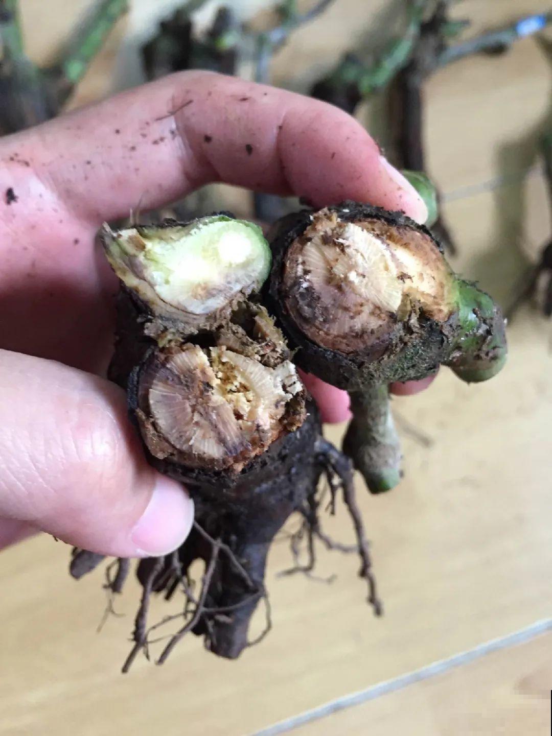 看到这些花,扭头就走,别买,谁买谁吃亏! 看到这些花,扭头就走,别买,谁买谁吃亏!