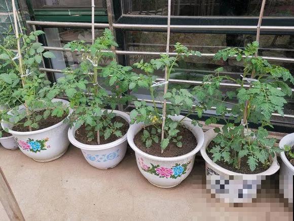 阳台种菜,这些菜不能挨着种,不然肯定长不好! 阳台种菜,这些菜不能挨着种,不然肯定长不好!