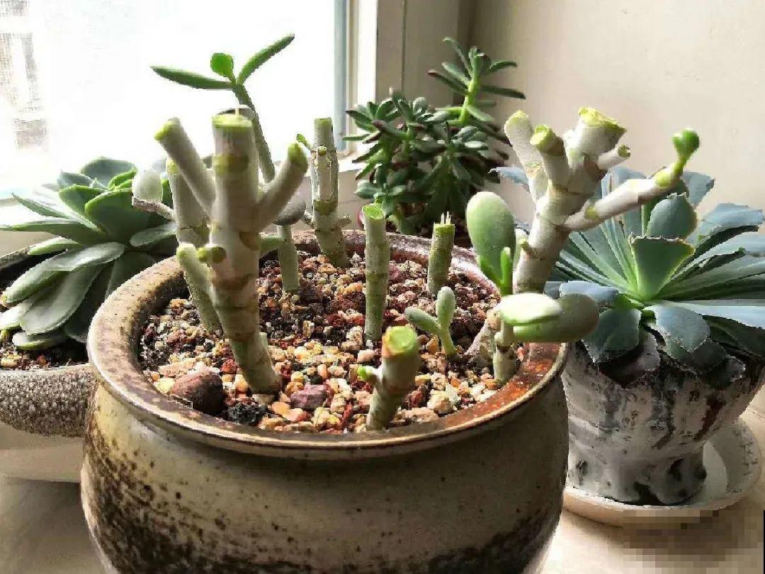 5种花不能长太高，一长高就砍，否则再也不开花！