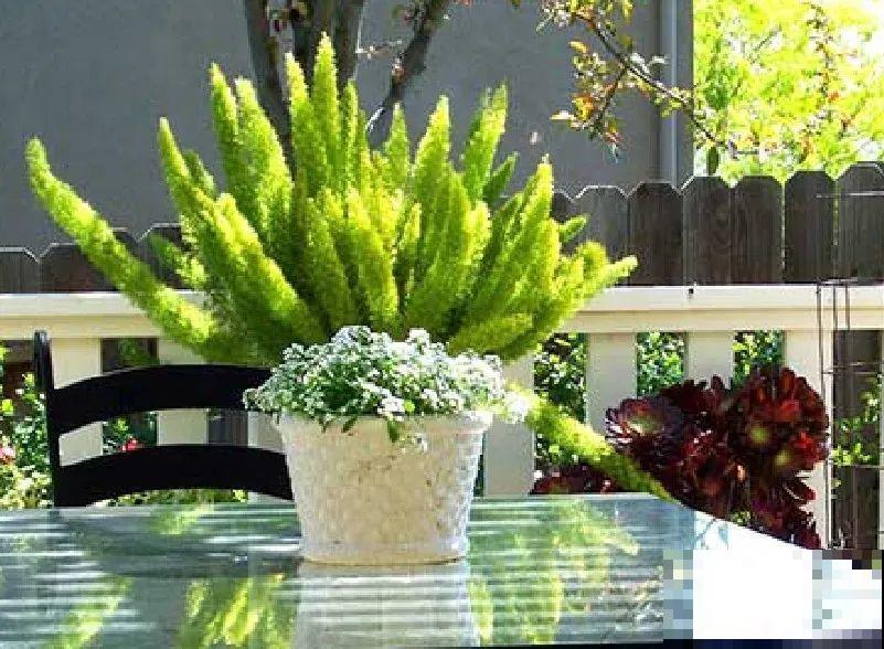 12种花，堪称“耐阴王”，比绿萝好看一万倍！