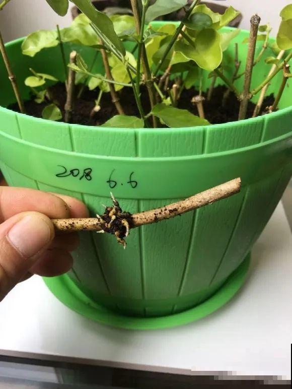 茉莉花扦插有机关，砍这一段枝条，插土里3天就活！