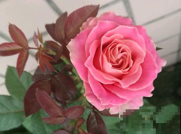 专属12星座的月季花,快看你的星座是什么月季吧! 专属12星座的月季花,快看你的星座是什么月季吧!