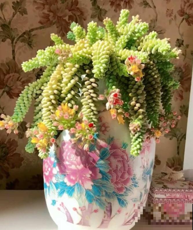 养了5年多肉,从小白变成大神,这些经验送你了! 养了5年多肉,从小白变成大神,这些经验送你了!