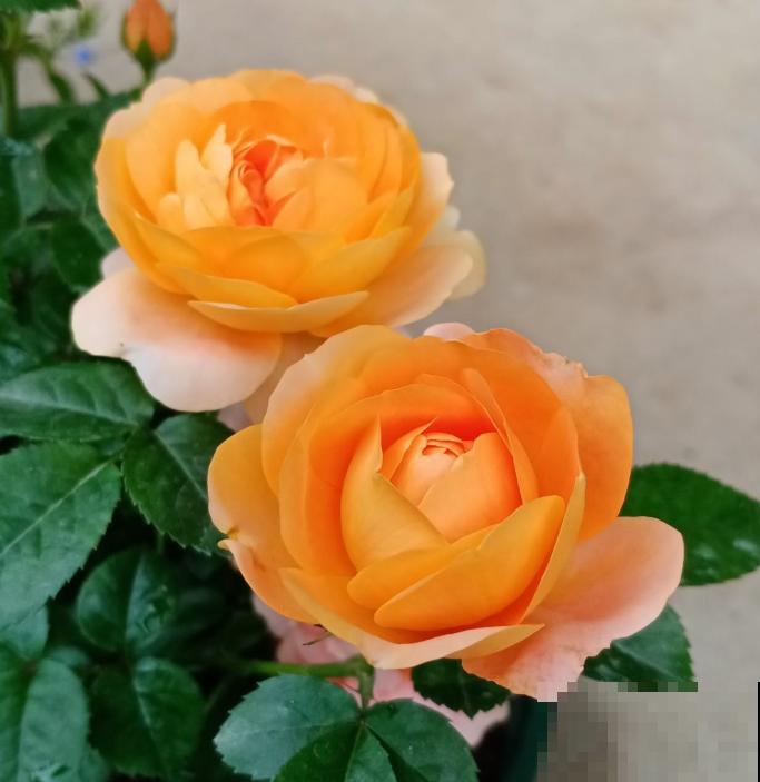 养这些花，就选一个最好的品种，随便养养都爆盆！