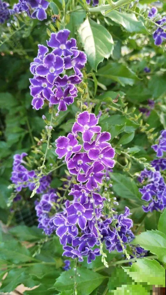 10种花,不怕风吹雨淋,不怕暴晒干旱,四季爆开花,堪称花坚强! 10种花,不怕风吹雨淋,不怕暴晒干旱,四季爆开花,堪称花坚强!