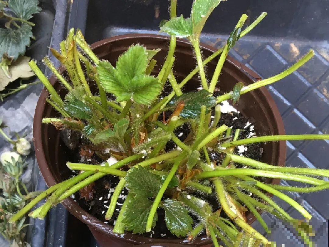 10种花,夏天怕淋雨,下雨赶紧搬进屋! 10种花,夏天怕淋雨,下雨赶紧搬进屋!