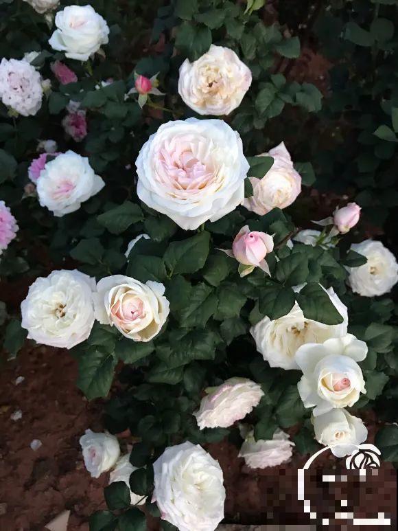 女儿辞职，回家养花，老爸说：15亩地，你负责养花，我负责蔬果！