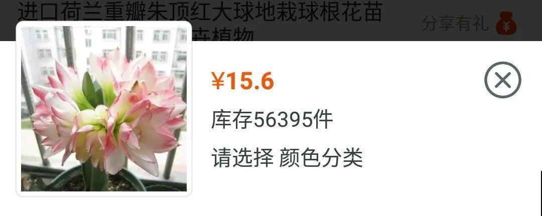 看到这些花,扭头就走,别买,谁买谁吃亏! 看到这些花,扭头就走,别买,谁买谁吃亏!