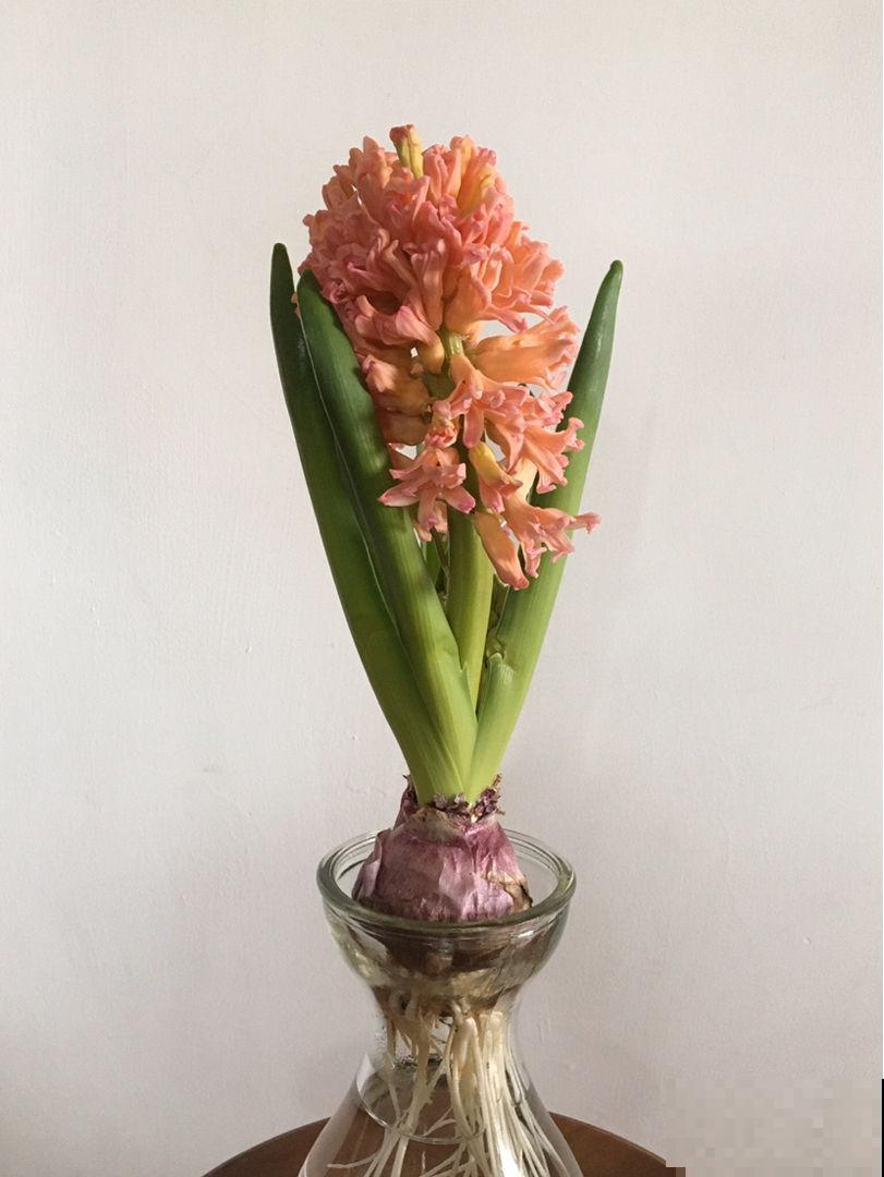 卧室禁养的4种花，养一盆就头晕，赶紧搬走