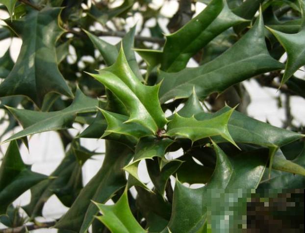 农村最奇特的植物，叶子长满刺，种门口可以防贼！