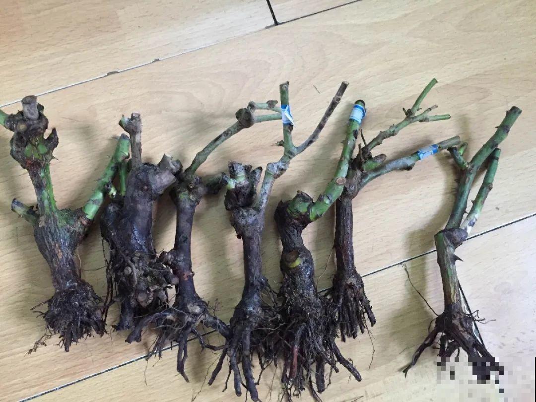 看到这些花,扭头就走,别买,谁买谁吃亏! 看到这些花,扭头就走,别买,谁买谁吃亏!