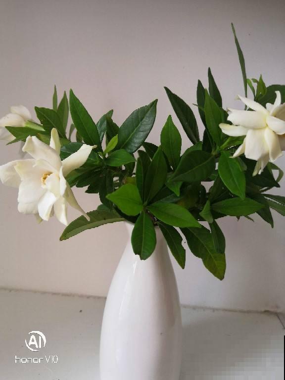 叶子发黄,灌点“补铁水”,7天恢复绿油油! 叶子发黄,灌点“补铁水”,7天恢复绿油油!