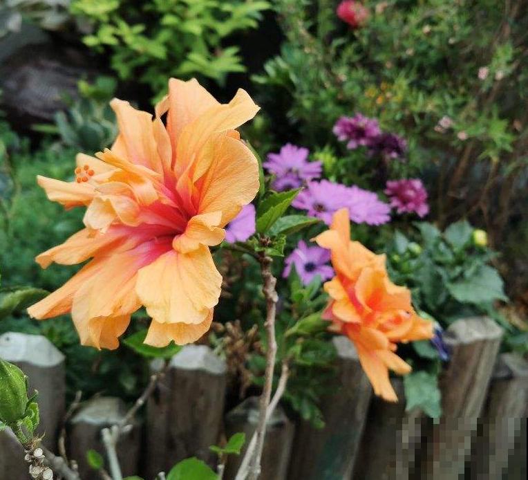 路边的芙蓉葵，一朵花比脸还大，耐旱又好养！