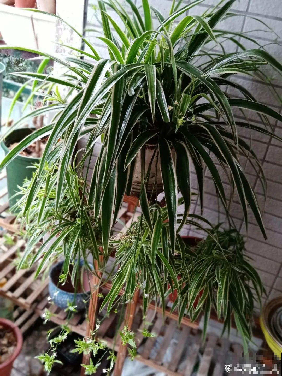 三角梅狠心剪一剪，花芽蹭蹭冒，开爆盆