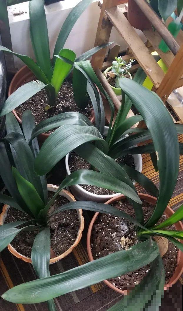 这花3年没浇水，却疯长得把盆撑爆，懒人福利啊！