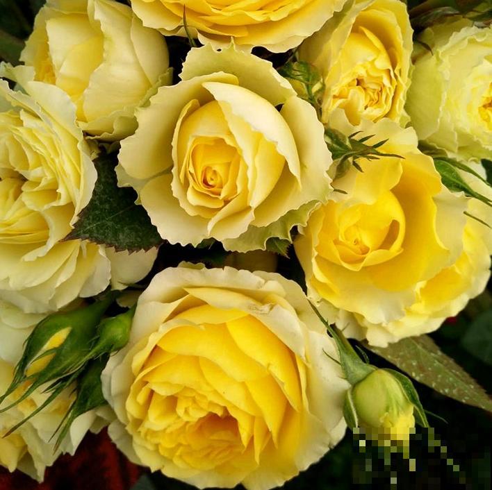 专属12星座的月季花,快看你的星座是什么月季吧! 专属12星座的月季花,快看你的星座是什么月季吧!