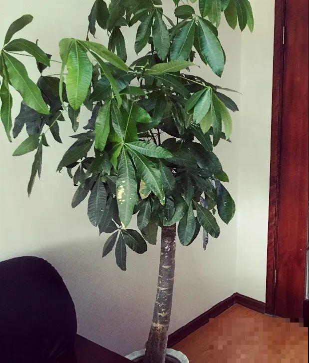 5种花,卧室不能养,离太近都不好! 5种花,卧室不能养,离太近都不好!