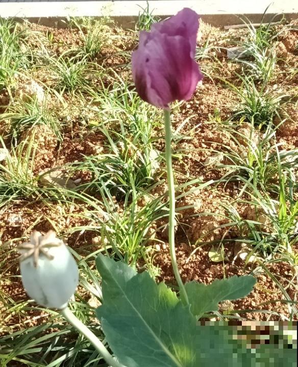 农村看到这种花,赶紧拔掉,养一棵也违法! 农村看到这种花,赶紧拔掉,养一棵也违法!