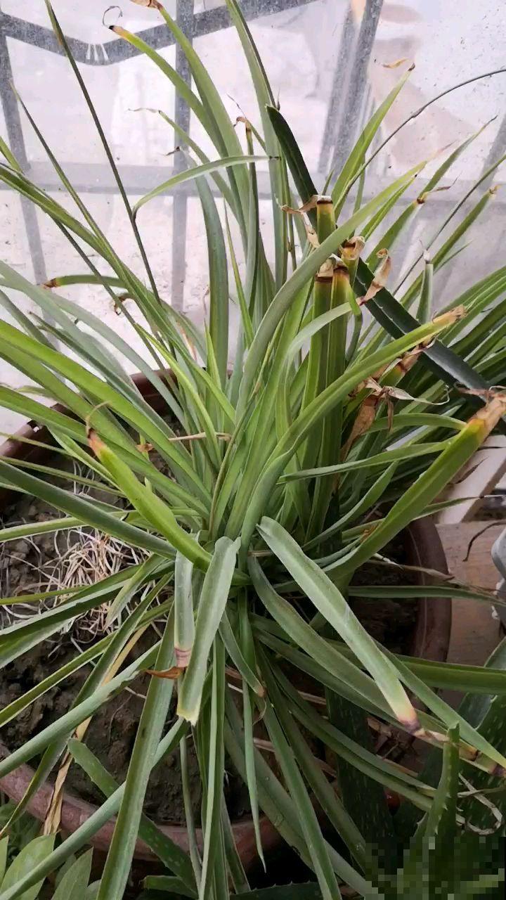 家里的吊兰总是干尖，剪一剪多喷水，叶子油亮翠绿