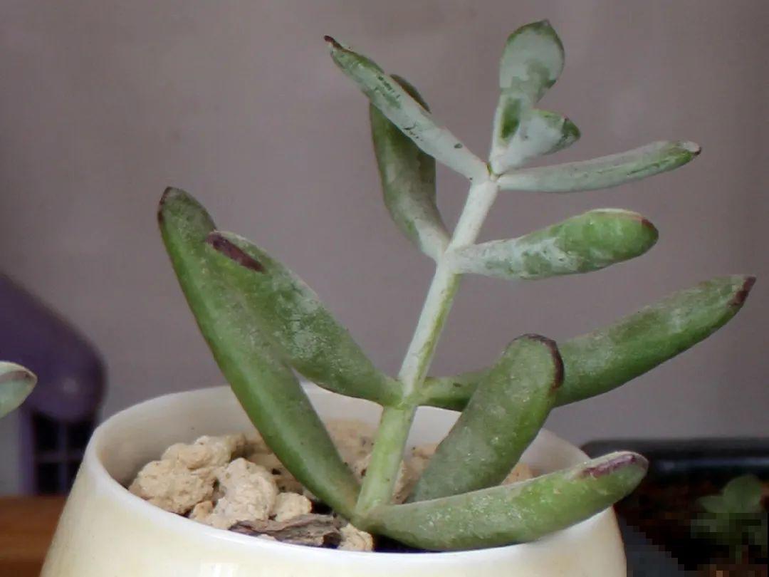 5种花不能长太高，一长高就砍，否则再也不开花！