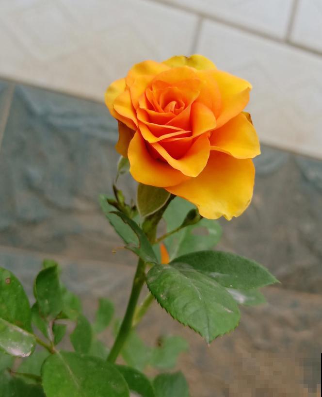 为什么手机拍出来的花,颜色总是失真?教你拍出真正好看的花! 为什么手机拍出来的花,颜色总是失真?教你拍出真正好看的花!