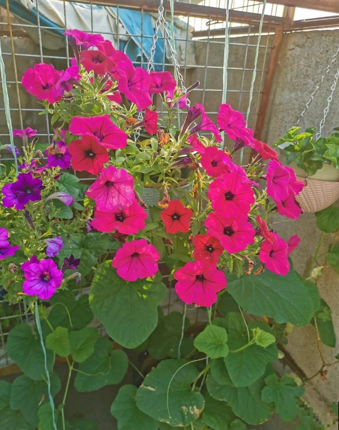 70岁老妈,一天也闲不住,院子里种满了花! 70岁老妈,一天也闲不住,院子里种满了花!