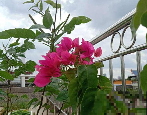 新买的花,套个花盆,成活率100%! 新买的花,套个花盆,成活率100%!