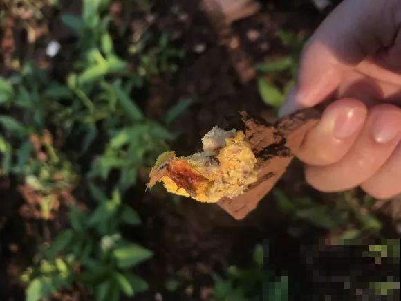 花盆长出这4种东西，别犹豫，赶紧换土